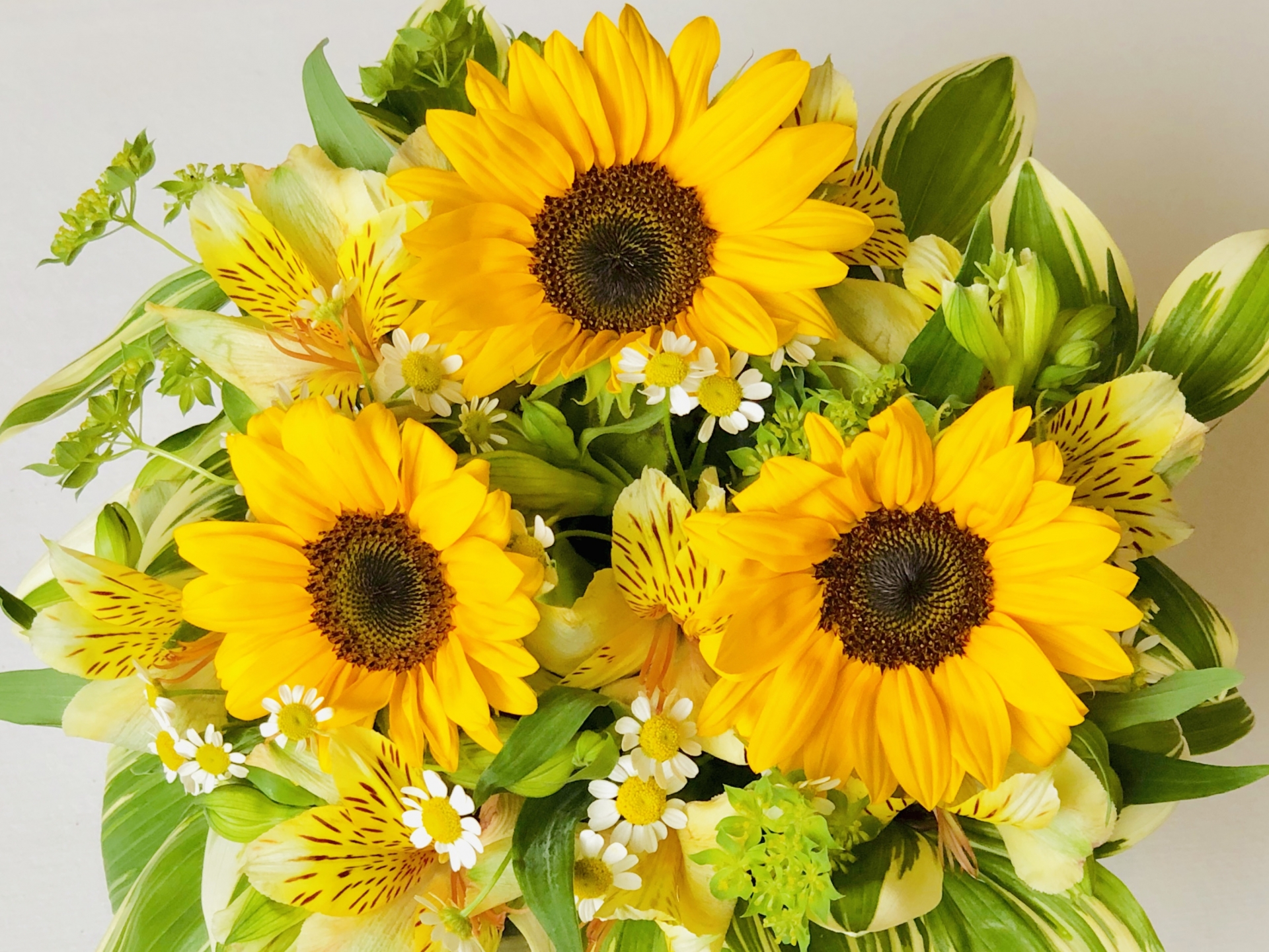 ひまわりの花言葉|色別・本数別の意味と結婚式での活用法