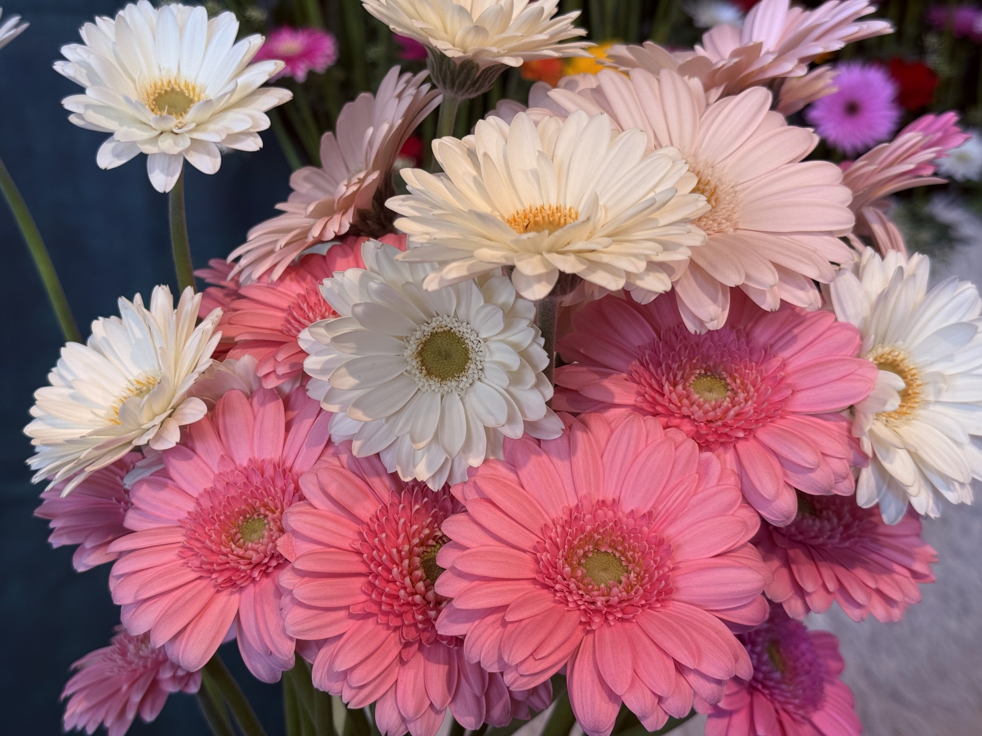 ガーベラの花言葉|色別の意味と結婚式での活用法